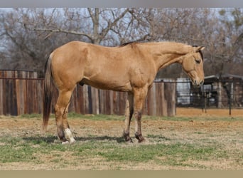 American Quarter Horse, Wallach, 5 Jahre, 157 cm, Falbe
