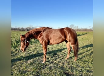 American Quarter Horse, Wallach, 5 Jahre, 157 cm, Fuchs
