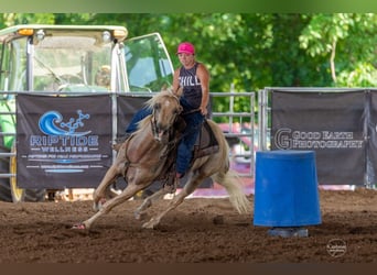 American Quarter Horse, Wallach, 5 Jahre, 157 cm, Palomino