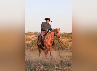 American Quarter Horse, Wallach, 5 Jahre, 157 cm, Palomino