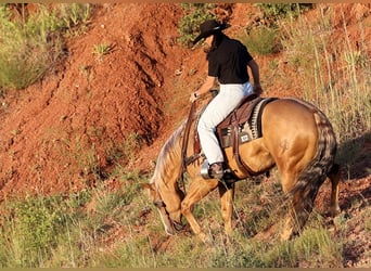 American Quarter Horse, Wallach, 5 Jahre, 157 cm, Palomino