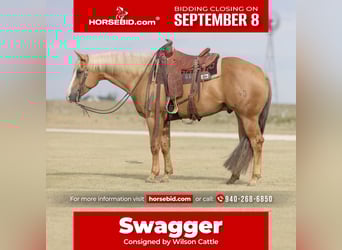 American Quarter Horse, Wallach, 5 Jahre, 157 cm, Palomino