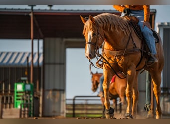 American Quarter Horse, Wallach, 5 Jahre, 157 cm, Palomino