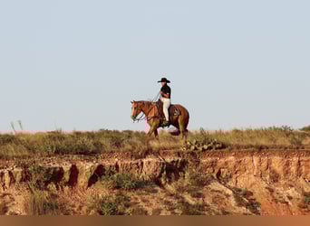 American Quarter Horse, Wallach, 5 Jahre, 157 cm, Palomino