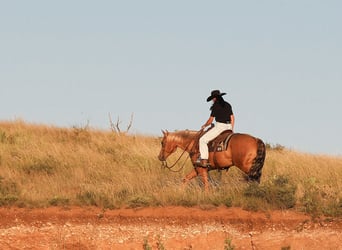 American Quarter Horse, Wallach, 5 Jahre, 157 cm, Palomino