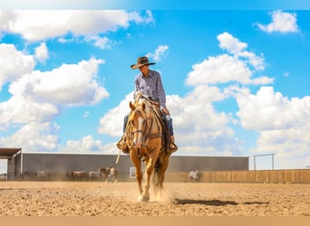 American Quarter Horse, Wallach, 5 Jahre, 157 cm, Palomino