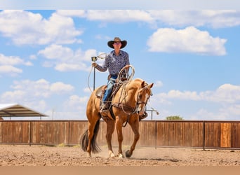American Quarter Horse, Wallach, 5 Jahre, 157 cm, Palomino