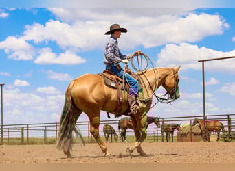 American Quarter Horse, Wallach, 5 Jahre, 157 cm, Palomino