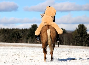 American Quarter Horse, Wallach, 5 Jahre, 157 cm, Palomino