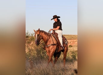 American Quarter Horse, Wallach, 5 Jahre, 157 cm