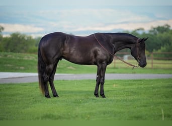 American Quarter Horse, Wallach, 5 Jahre, 157 cm, Rappe