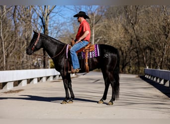 American Quarter Horse, Wallach, 5 Jahre, 157 cm, Rappe