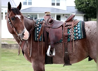 American Quarter Horse, Wallach, 5 Jahre, 157 cm, Roan-Bay