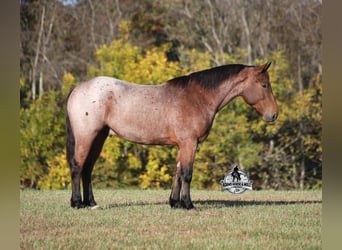 American Quarter Horse, Wallach, 5 Jahre, 157 cm, Roan-Bay