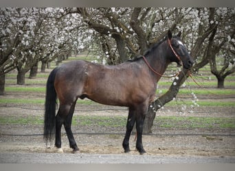 American Quarter Horse, Wallach, 5 Jahre, 157 cm, Roan-Blue