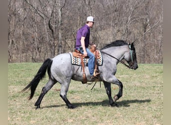 American Quarter Horse, Wallach, 5 Jahre, 157 cm, Roan-Blue