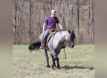American Quarter Horse, Wallach, 5 Jahre, 157 cm, Roan-Blue