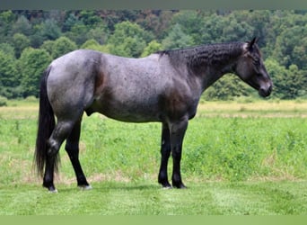 American Quarter Horse, Wallach, 5 Jahre, 157 cm, Roan-Blue