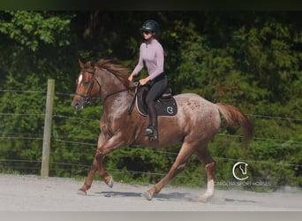 American Quarter Horse, Wallach, 5 Jahre, 157 cm, Roan-Red