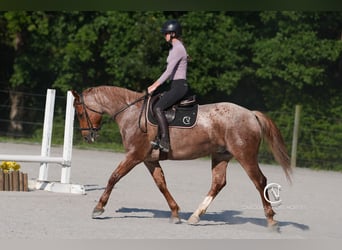 American Quarter Horse, Wallach, 5 Jahre, 157 cm, Roan-Red