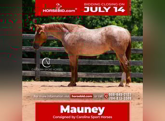 American Quarter Horse, Wallach, 5 Jahre, 157 cm, Roan-Red