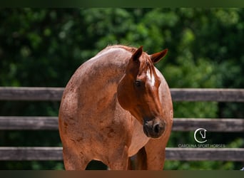 American Quarter Horse, Wallach, 5 Jahre, 157 cm, Roan-Red