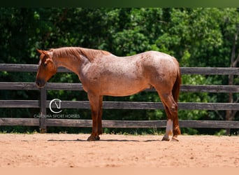 American Quarter Horse, Wallach, 5 Jahre, 157 cm, Roan-Red