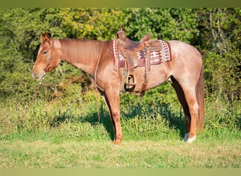 American Quarter Horse, Wallach, 5 Jahre, 157 cm, Roan-Red