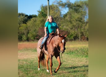 American Quarter Horse, Wallach, 5 Jahre, 157 cm, Roan-Red