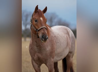 American Quarter Horse, Wallach, 5 Jahre, 157 cm, Roan-Red