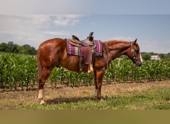 American Quarter Horse, Wallach, 5 Jahre, 157 cm, Rotfuchs