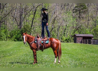 American Quarter Horse, Wallach, 5 Jahre, 157 cm, Rotfuchs