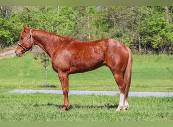 American Quarter Horse, Wallach, 5 Jahre, 157 cm, Rotfuchs