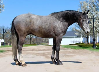 American Quarter Horse, Wallach, 5 Jahre, 157 cm, Schimmel