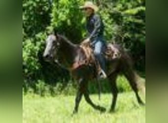 American Quarter Horse, Wallach, 5 Jahre, 157 cm, Schimmel
