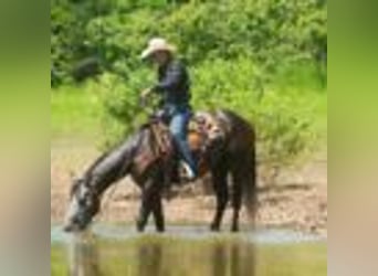 American Quarter Horse, Wallach, 5 Jahre, 157 cm, Schimmel