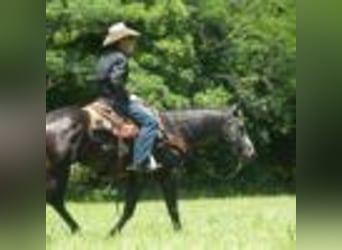 American Quarter Horse, Wallach, 5 Jahre, 157 cm, Schimmel