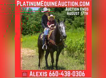 American Quarter Horse, Wallach, 5 Jahre, 157 cm, Schimmel