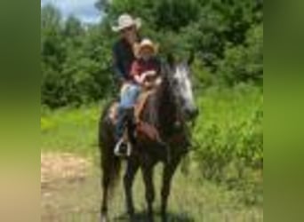 American Quarter Horse, Wallach, 5 Jahre, 157 cm, Schimmel