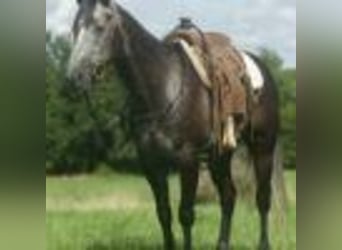 American Quarter Horse, Wallach, 5 Jahre, 157 cm, Schimmel