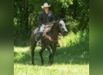 American Quarter Horse, Wallach, 5 Jahre, 157 cm, Schimmel