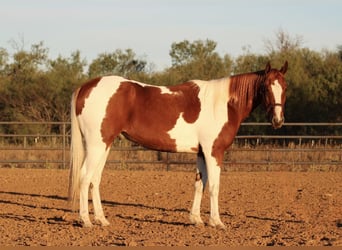 American Quarter Horse, Wallach, 5 Jahre, 157 cm, Tobiano-alle-Farben