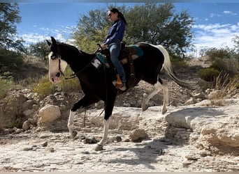 American Quarter Horse, Wallach, 5 Jahre, 157 cm, Tobiano-alle-Farben