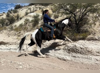 American Quarter Horse, Wallach, 5 Jahre, 157 cm, Tobiano-alle-Farben