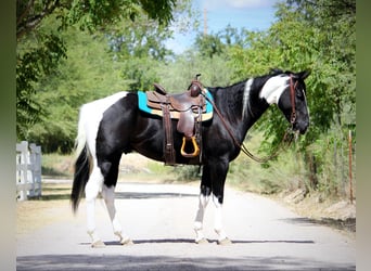 American Quarter Horse, Wallach, 5 Jahre, 157 cm, Tobiano-alle-Farben