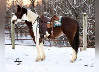 American Quarter Horse, Wallach, 5 Jahre, 157 cm, Tobiano-alle-Farben