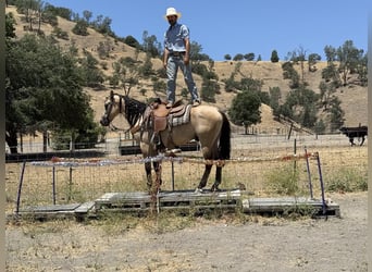 American Quarter Horse, Wallach, 5 Jahre, 160 cm, Buckskin