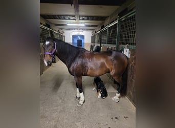American Quarter Horse, Wallach, 5 Jahre, 160 cm, Dunkelbrauner