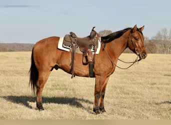American Quarter Horse, Wallach, 5 Jahre, 160 cm, Falbe