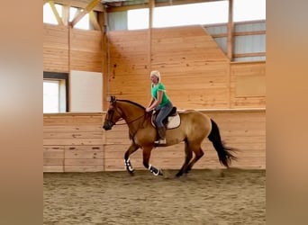 American Quarter Horse Mix, Wallach, 5 Jahre, 160 cm, Falbe